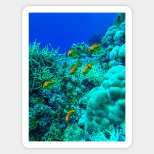 Coral reef with fishes Sticker